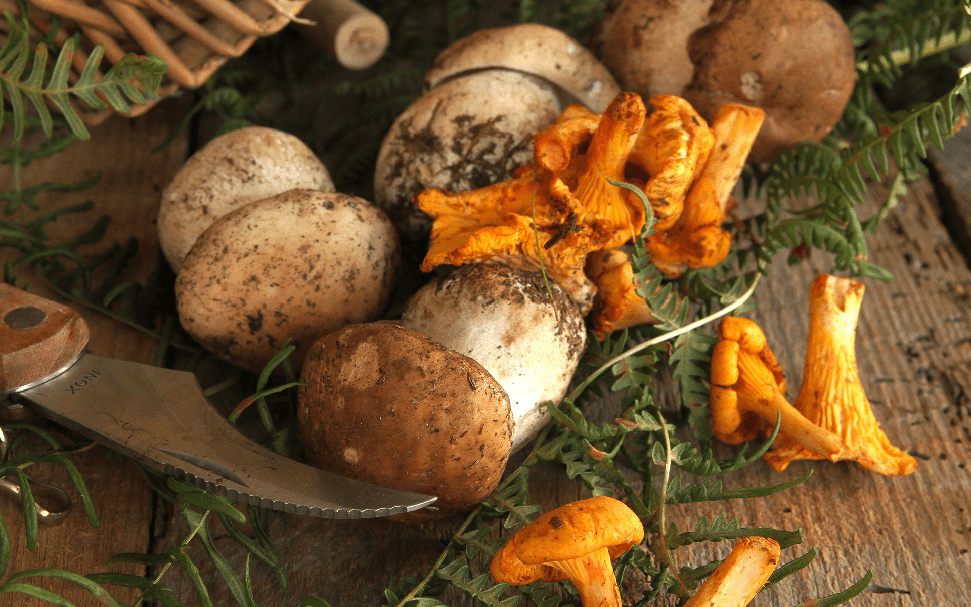 Cueillette de champignons, activités hors saison proposé au camping des Cèpes à la Salvetat-sur-Agout